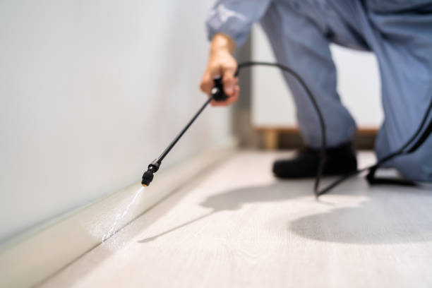 Licensed Termite Control service in Springfield, GA - Show Me Pest Control